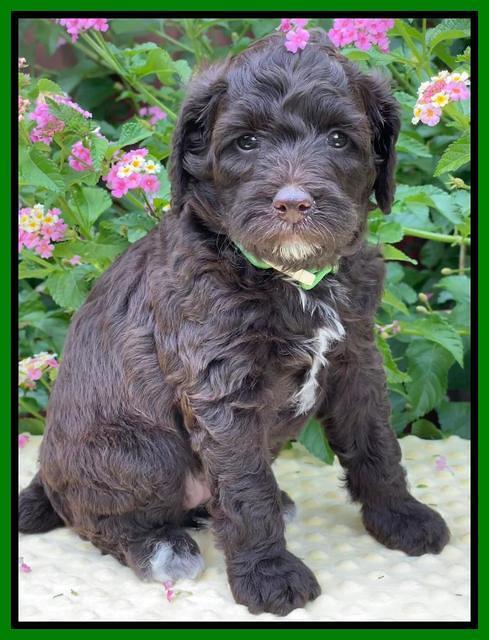 Oreo Rebel pups 5 wks old 291