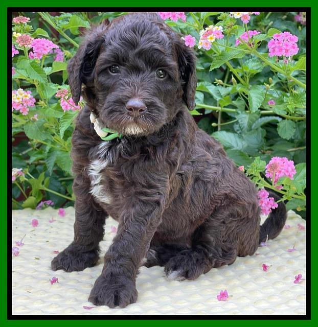 Oreo Rebel pups 5 wks old 311