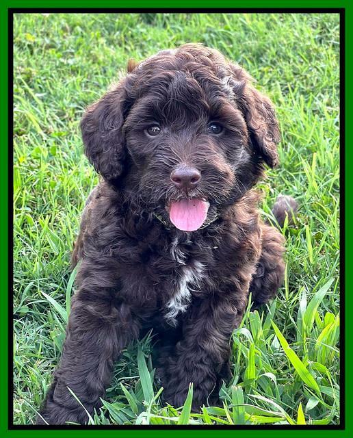 Oreo Rebel pups 6 wks old 221