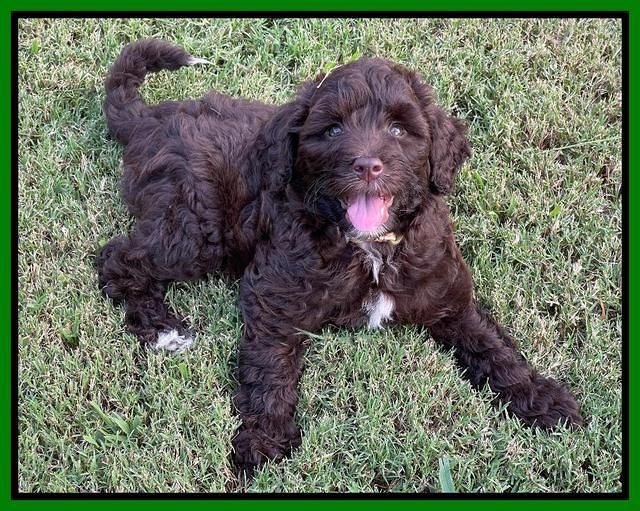 Oreo Rebel pups 7 wks old 311