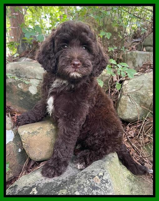 Oreo Rebel pups 8 wks old 31