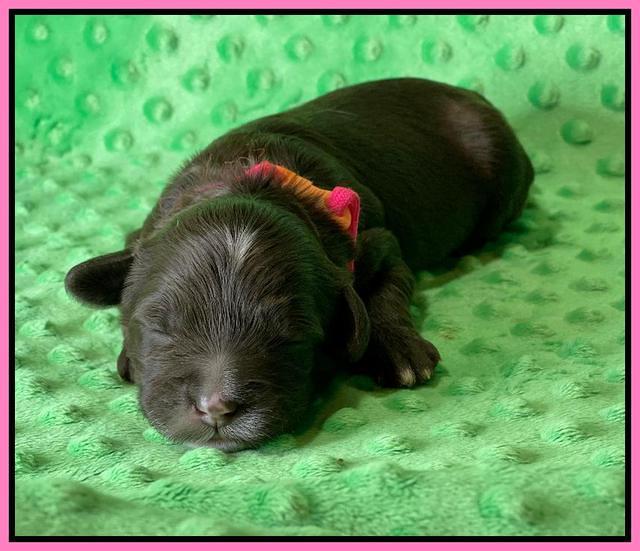 Oreo Rebel pups 1 wk old 31