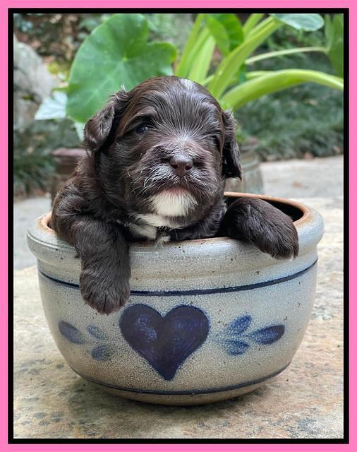Oreo Rebel pups 3 wks old 31