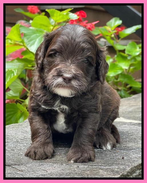 Oreo Rebel pups 4 wks old 61