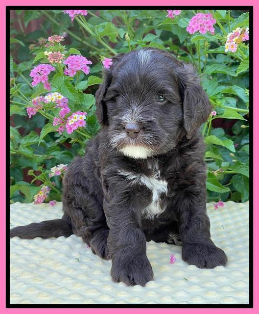 Oreo Rebel pups 5 wks old 11