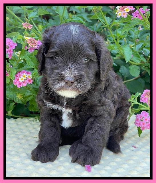 Oreo Rebel pups 5 wks old 31