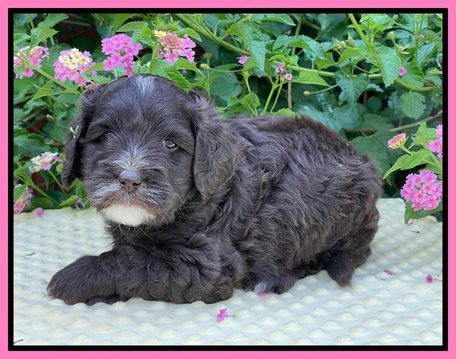 Oreo Rebel pups 5 wks old 41