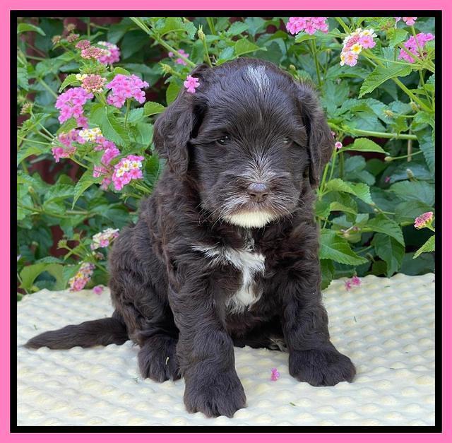 Oreo Rebel pups 5 wks old 61