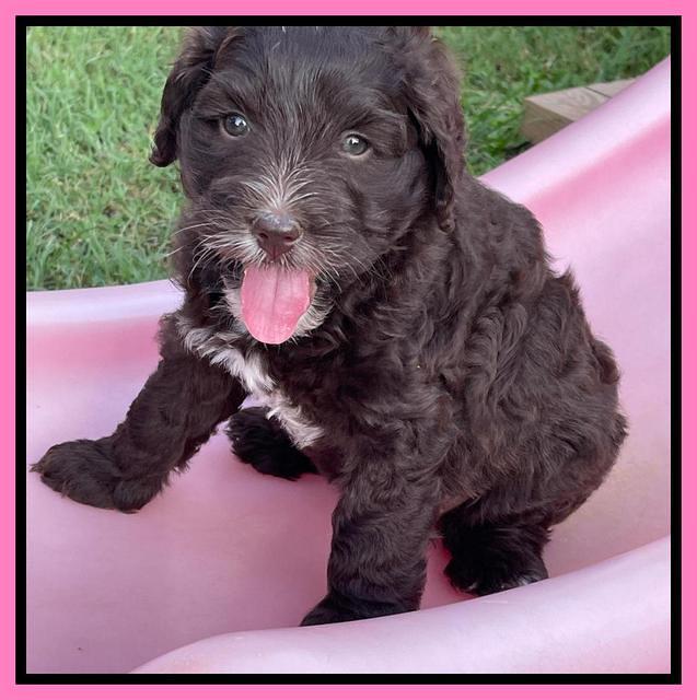 Oreo Rebel pups 6 wks old 21