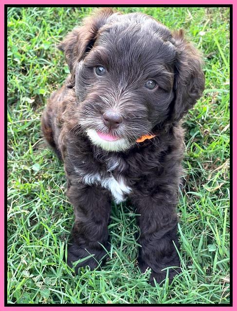 Oreo Rebel pups 6 wks old 41