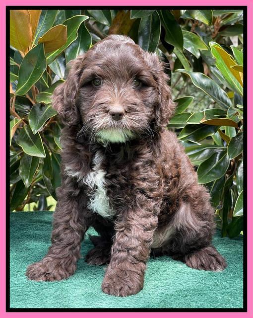 Oreo Rebel pups 7 wks old 71