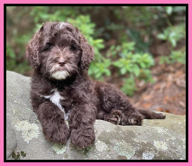 Oreo Rebel pups 8 wks old 141