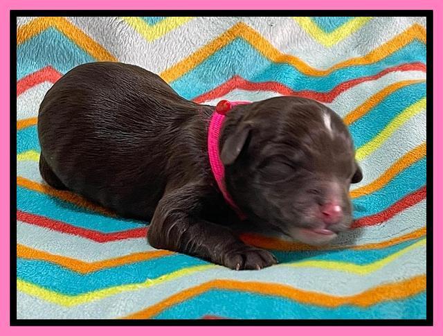 Oreo Rebel pups newborn 1 1