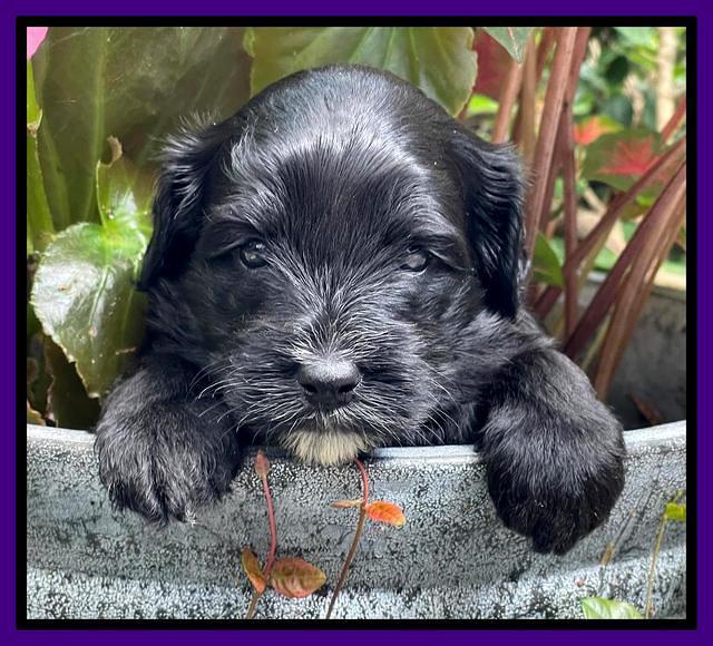 Oreo Rebel pups 4 wks old 141