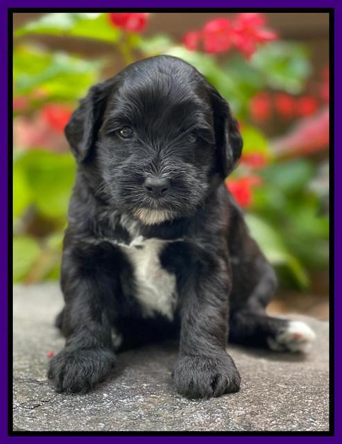 Oreo Rebel pups 4 wks old 151