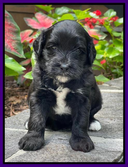 Oreo Rebel pups 4 wks old 191