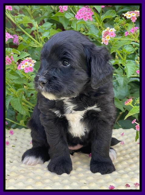 Oreo Rebel pups 5 wks old 151