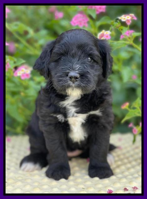 Oreo Rebel pups 5 wks old 161
