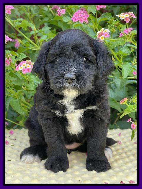 Oreo Rebel pups 5 wks old 171