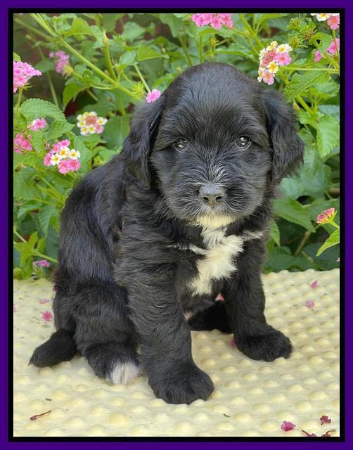 Oreo Rebel pups 5 wks old 191