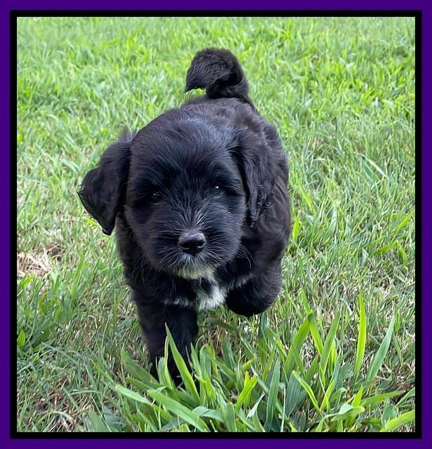 Oreo Rebel pups 6 wks old 111