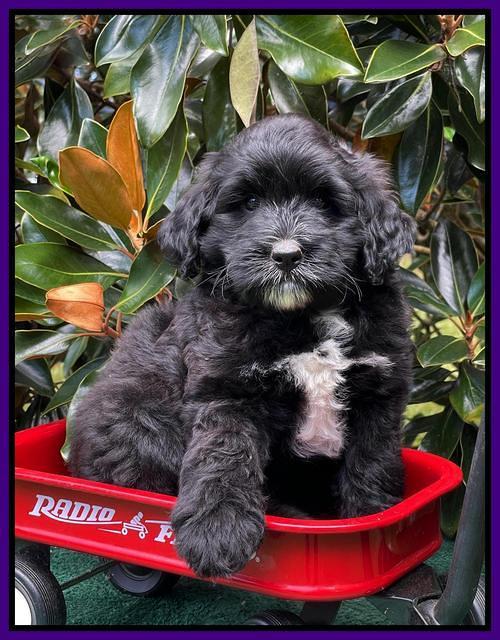 Oreo Rebel pups 7 wks old 161