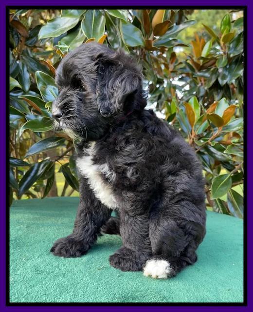 Oreo Rebel pups 7 wks old 171