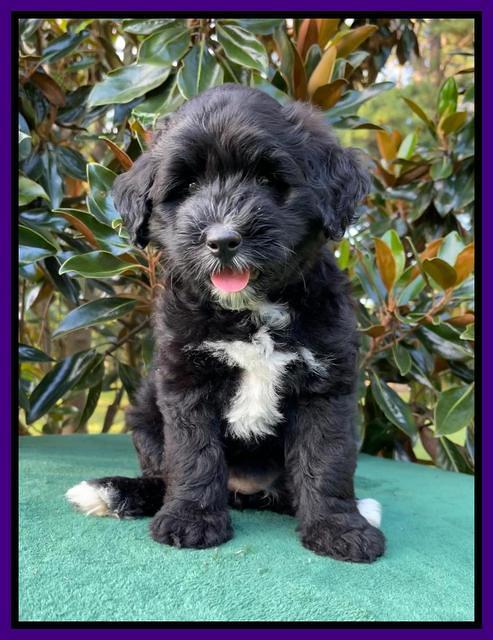 Oreo Rebel pups 7 wks old 181