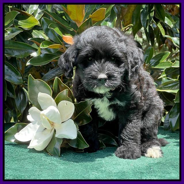 Oreo Rebel pups 7 wks old 201