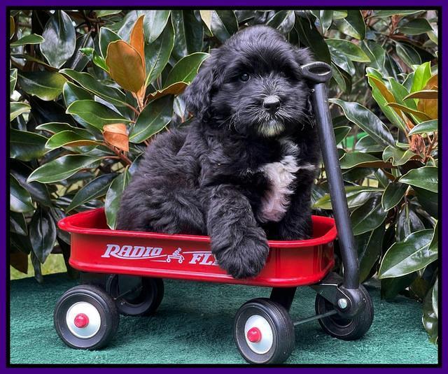 Oreo Rebel pups 7 wks old 231