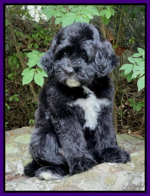Oreo Rebel pups 8 wks old 16100