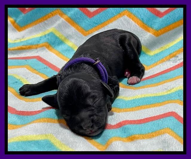 Oreo Rebel pups newborn 8 1