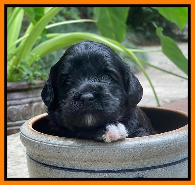 Oreo Rebel pups 3 wks old 291
