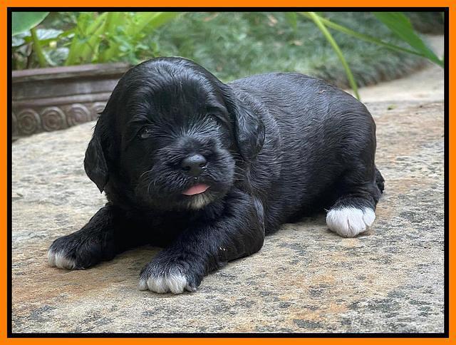 Oreo Rebel pups 3 wks old 311