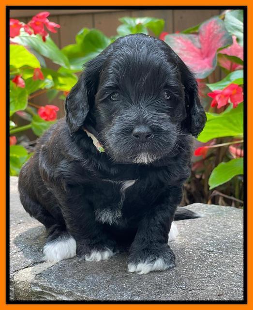 Oreo Rebel pups 4 wks old 361