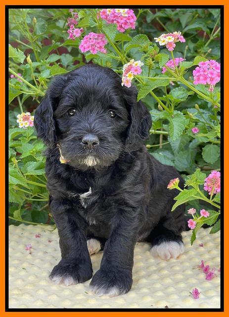 Oreo Rebel pups 5 wks old 331