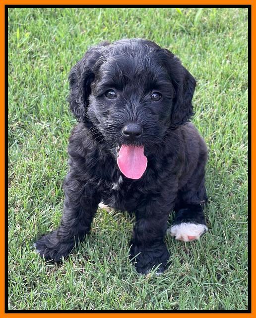 Oreo Rebel pups 6 wks old 241