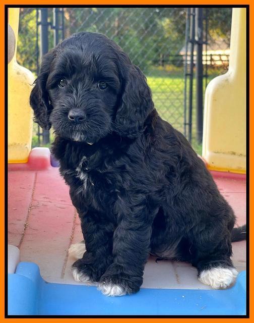 Oreo Rebel pups 6 wks old 261