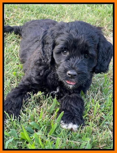 Oreo Rebel pups 7 wks old 361