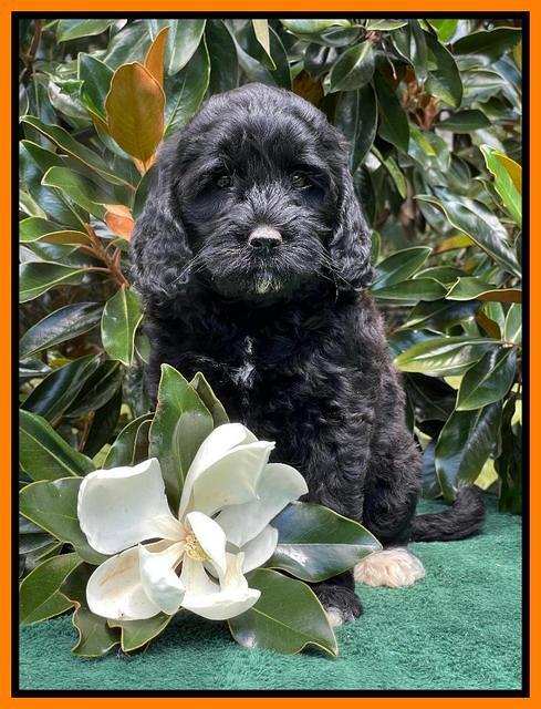 Oreo Rebel pups 7 wks old 371