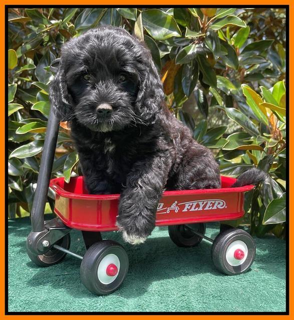 Oreo Rebel pups 7 wks old 391