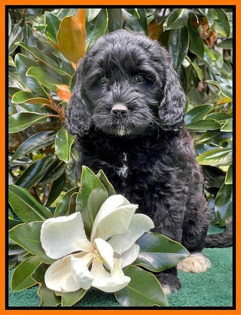 Oreo Rebel pups 7 wks old 401