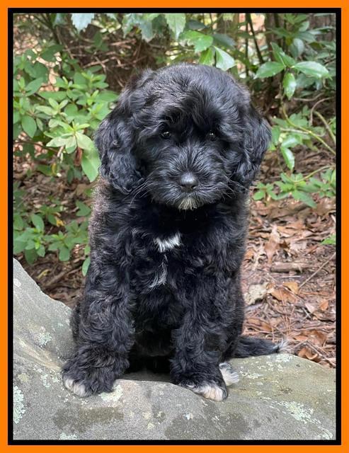 Oreo Rebel pups 8 wks old 7300