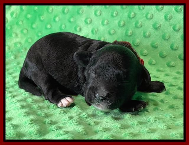 Oreo Rebel pups 1 wk old 71