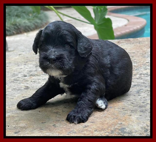Oreo Rebel pups 3 wks old 161