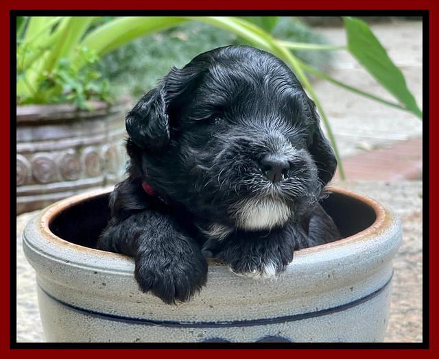 Oreo Rebel pups 3 wks old 201