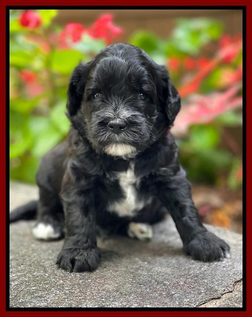 Oreo Rebel pups 4 wks old 201