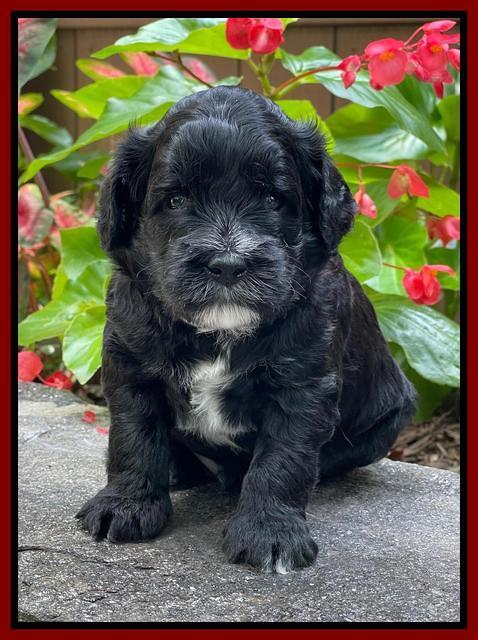 Oreo Rebel pups 4 wks old 211