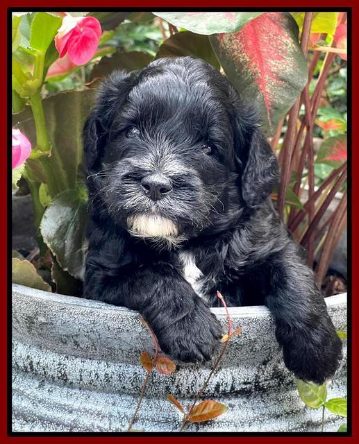 Oreo Rebel pups 4 wks old 221