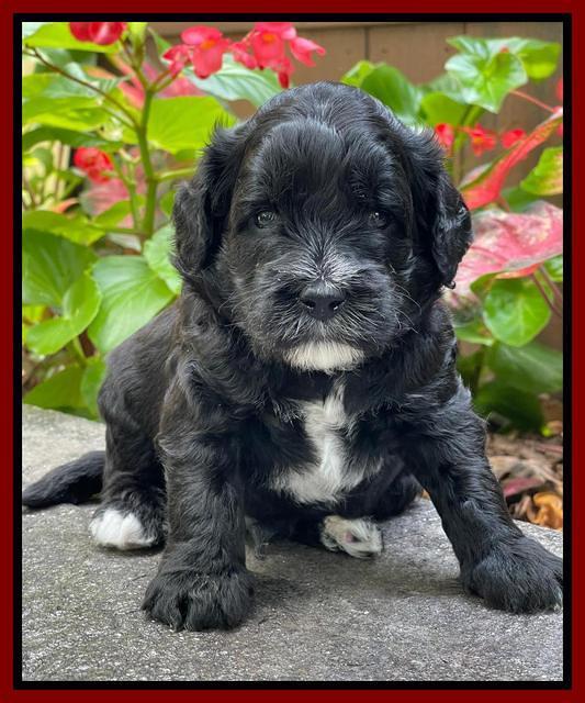 Oreo Rebel pups 4 wks old 241